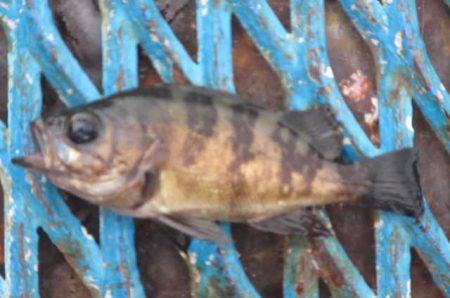 オリジナルメーカー海づり公園(市原市海づり施設) 釣果