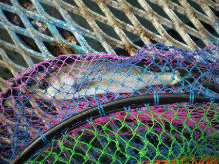 オリジナルメーカー海づり公園(市原市海づり施設) 釣果