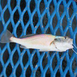 オリジナルメーカー海づり公園(市原市海づり施設) 釣果