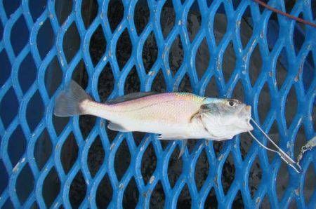 オリジナルメーカー海づり公園(市原市海づり施設) 釣果