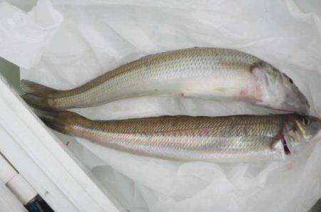 オリジナルメーカー海づり公園(市原市海づり…