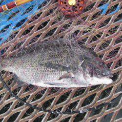 オリジナルメーカー海づり公園(市原市海づり施設) 釣果