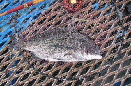 オリジナルメーカー海づり公園(市原市海づり施設) 釣果