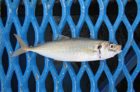 オリジナルメーカー海づり公園(市原市海づり施設) 釣果