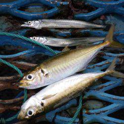 オリジナルメーカー海づり公園(市原市海づり施設) 釣果