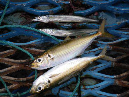 オリジナルメーカー海づり公園(市原市海づり…