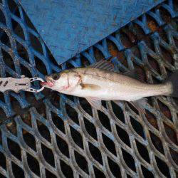 オリジナルメーカー海づり公園(市原市海づり施設) 釣果