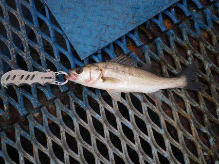 オリジナルメーカー海づり公園(市原市海づり施設) 釣果