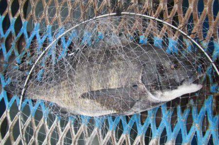 オリジナルメーカー海づり公園(市原市海づり施設) 釣果