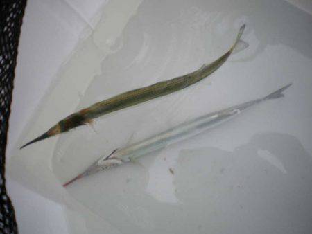 オリジナルメーカー海づり公園(市原市海づり…