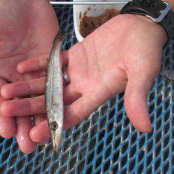 オリジナルメーカー海づり公園(市原市海づり施設) 釣果