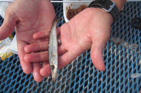 オリジナルメーカー海づり公園(市原市海づり施設) 釣果