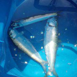 オリジナルメーカー海づり公園(市原市海づり施設) 釣果