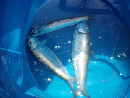 オリジナルメーカー海づり公園(市原市海づり施設) 釣果