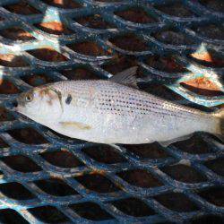 オリジナルメーカー海づり公園(市原市海づり施設) 釣果