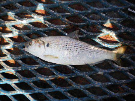 オリジナルメーカー海づり公園(市原市海づり施設) 釣果