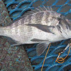 オリジナルメーカー海づり公園(市原市海づり施設) 釣果