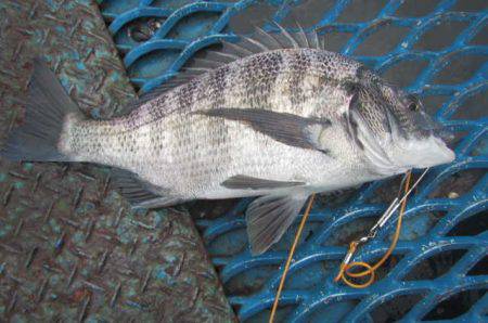 オリジナルメーカー海づり公園(市原市海づり…