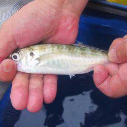 オリジナルメーカー海づり公園(市原市海づり施設) 釣果