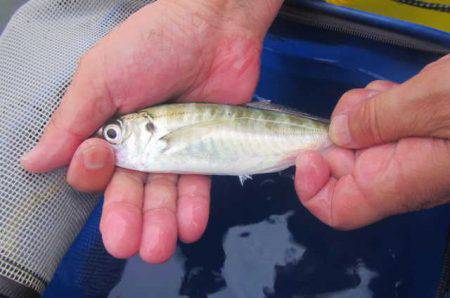 オリジナルメーカー海づり公園(市原市海づり施設) 釣果