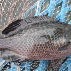 オリジナルメーカー海づり公園(市原市海づり施設) 釣果