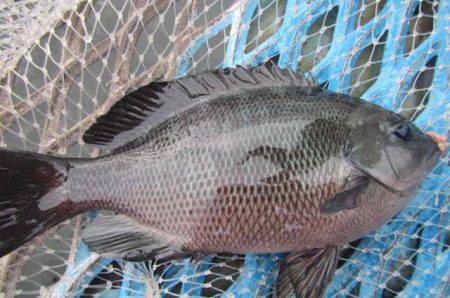 オリジナルメーカー海づり公園(市原市海づり施設) 釣果
