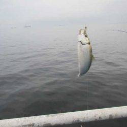 オリジナルメーカー海づり公園(市原市海づり施設) 釣果