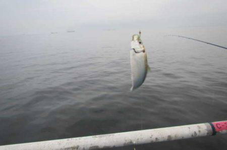 オリジナルメーカー海づり公園(市原市海づり施設) 釣果