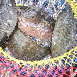 オリジナルメーカー海づり公園(市原市海づり施設) 釣果