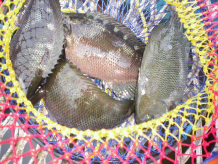 オリジナルメーカー海づり公園(市原市海づり施設) 釣果