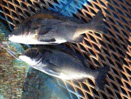 オリジナルメーカー海づり公園(市原市海づり…