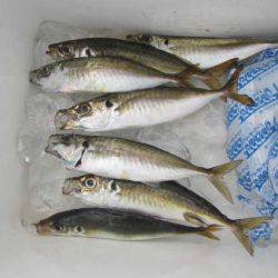 オリジナルメーカー海づり公園(市原市海づり施設) 釣果