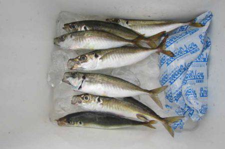 オリジナルメーカー海づり公園(市原市海づり施設) 釣果