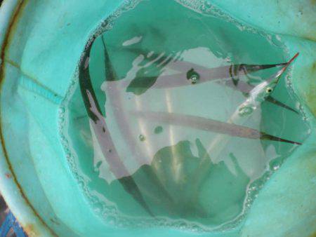 オリジナルメーカー海づり公園(市原市海づり施設) 釣果