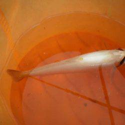 オリジナルメーカー海づり公園(市原市海づり施設) 釣果