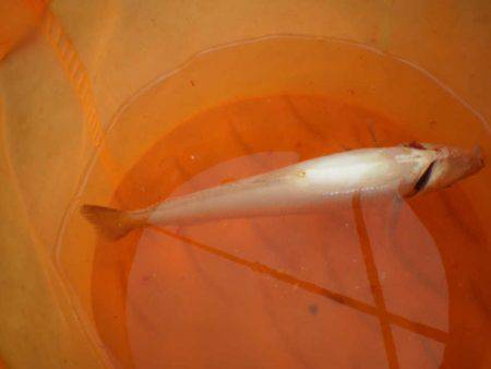 オリジナルメーカー海づり公園(市原市海づり施設) 釣果