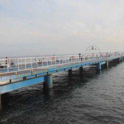 オリジナルメーカー海づり公園(市原市海づり施設) 釣果