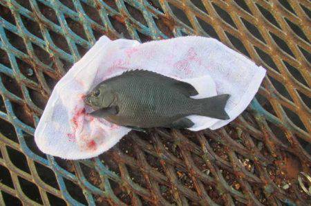 オリジナルメーカー海づり公園(市原市海づり施設) 釣果