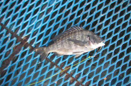 オリジナルメーカー海づり公園(市原市海づり施設) 釣果