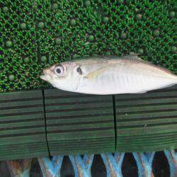 オリジナルメーカー海づり公園(市原市海づり施設) 釣果