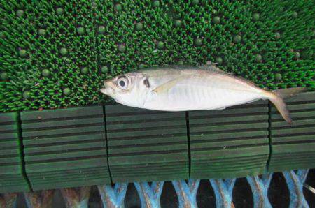 オリジナルメーカー海づり公園(市原市海づり施設) 釣果