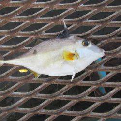 オリジナルメーカー海づり公園(市原市海づり施設) 釣果