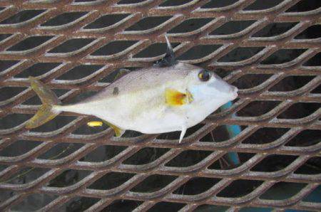 オリジナルメーカー海づり公園(市原市海づり…