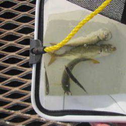 オリジナルメーカー海づり公園(市原市海づり施設) 釣果