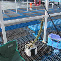 オリジナルメーカー海づり公園(市原市海づり施設) 釣果