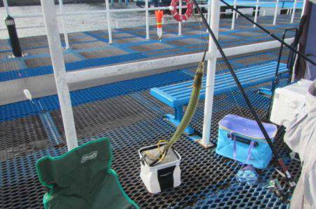 オリジナルメーカー海づり公園(市原市海づり施設) 釣果