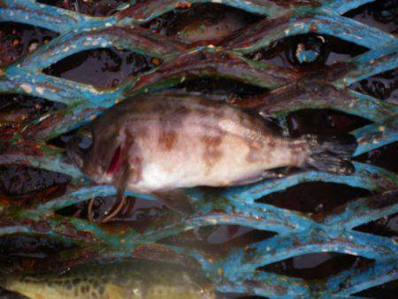 オリジナルメーカー海づり公園(市原市海づり施設) 釣果