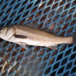オリジナルメーカー海づり公園(市原市海づり施設) 釣果