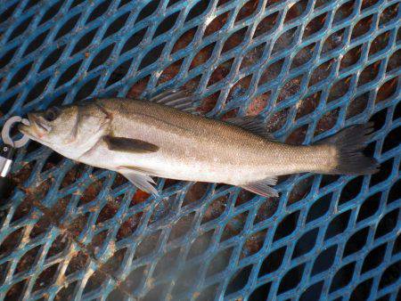 オリジナルメーカー海づり公園(市原市海づり施設) 釣果