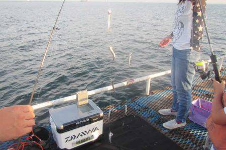 オリジナルメーカー海づり公園(市原市海づり施設) 釣果